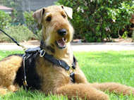 /images/Airedale-Terrier-Geschirr-aus-leder-H7.jpg