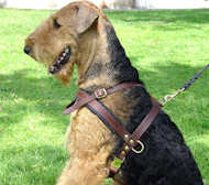 Bestseller Airedale Terrier Such-Hundegeschirr aus Leder H5