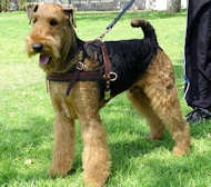 Bestseller Airedale Terrier Such-Hundegeschirr aus Leder H5