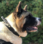 Robustes Lederhalsband mit Griff für Akita Trainings und Auslauf