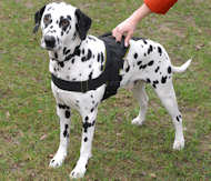 Dalmatian Nylon Hundegeschirr