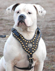 Royal Dog Studded Leather Harness H11 for American Bulldog
