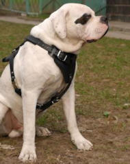 Dog Harness K9 Leather for American Bulldog, Padded Harness