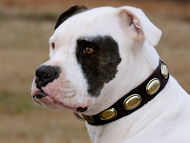 American Bulldog Besonders "Retro" Hundehalsband aus Leder C103