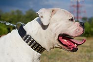 Genietetes Leder Halsband für Amerikanische Bulldogge