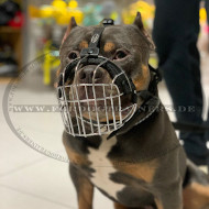 American Bully Maulkorb aus Draht extra leicht