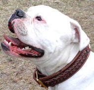 American Bulldog Handcrafted Braided Leather Dog Collar S33