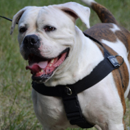 American Bulldog Nylon All Weather Harness