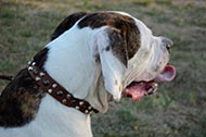 American Bulldog Studded Collar, Exclusive