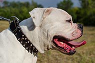 Bulldog Dog Collar of Leather, Exclusive