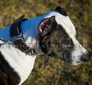 Pitbull Terrier Nieten Hundehalsband mit Pyramiden und Spikes