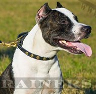 Amerikanischer Pitbull Terrier Halsband, fein