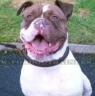 Amerikanische Bulldogge Halsband Geflochten