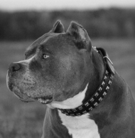 Raupe Stil Amstaff Halsband mit Nieten aus echtem Leder