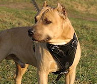 Amstaff Hetzgeschirr aus Leder