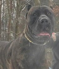 Fine Studded Collar for American Bandog