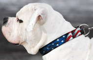 Handpainted "American Pride" Dog Collar for Bulldog