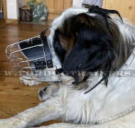 Robuster Drahtmaulkorb für Bernhardiner