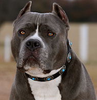 pitbull halsband leder mit blauen steinen