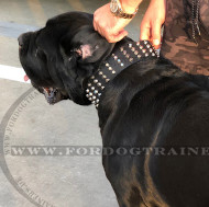 Hundehalsband Leder 6 cm mit Nieten-Dekor für Boerboel