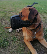 Bestseller Maulkorb Leder für Dienstarbeit mit Boerboel Mastiff