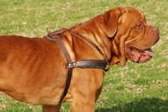 Bordeauxdogge Such-/ Zug- /Lauf-Hundegeschirr aus Leder - zum Schließen ins Bild klicken
