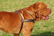 Dogue De Bordeaux Tracking /Pulling/Walking Leather Dog Harness