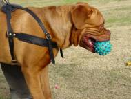 Dogue De Bordeaux Tracking /Pulling/Walking Leather Dog Harness - Click Image to Close