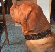 Dogue De Bordeaux braided dog collar