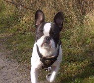 Royal
Hundegeschirr für Bostonterrier