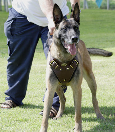 Leather dog  harness for Malinois