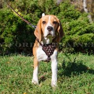 Ungewöhnliches Ledergeschirr mit Spikes für Beagle