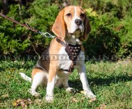 Hochwertiges Pyramiden Ledergeschirr für Beagle