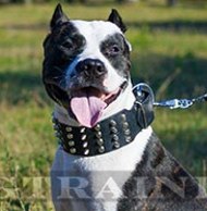 Pitbull Terrier leather dog collar