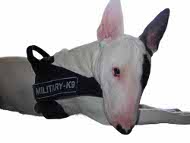 Bull Terrier Nylon All Weather Harness