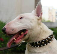 Bull Terrier Leather Dog Collar with Spikes and Studs