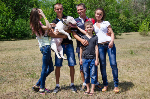 Leder Hundehalsband für Bull Terrier