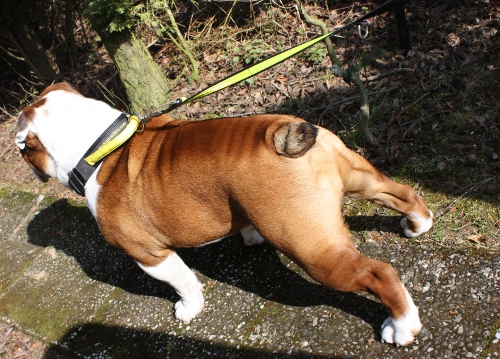 Englische Bulldogge Halsband mit der Handschlaufe