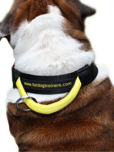 Adjustable nylon dog collar for English Bulldog