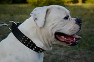 American Bulldog Leather Collar with Studs