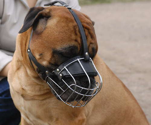Bullmastiff wire dog muzzle