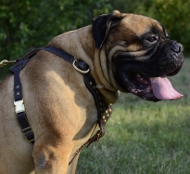 Hundegeschirr Leder für Bullmastiff | Geschirr mit Nieten ➎