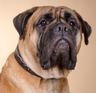 Bullmastiff Hunde Halsband Leder Exklusiv