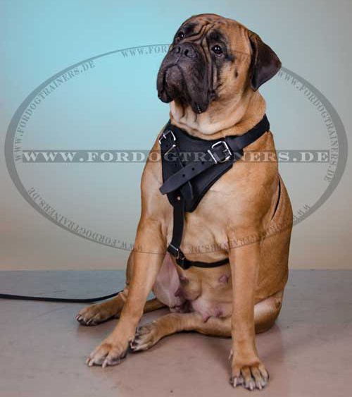 Bullmastiff Dog Harness K9 