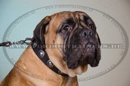 Bullmastiff Hunde Halsband Leder mit Konchen