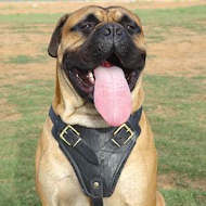 Bullmastiff Hunde Geschirr K9