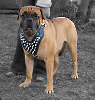 Bullmastiff Lauf-Hundegeschirr mit Spikes H9