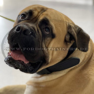 Halsband Leder für Bullmastiff | K9 Lederhalsband für Hetztraining