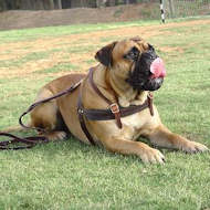 Bestseller Bullmastiff Such-, Zug- ,Lauf-Hundegeschirr aus Leder H5