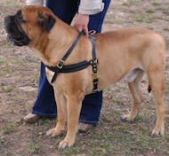 Bestseller Bullmastiff Such-, Zug- ,Lauf-Hundegeschirr aus Leder H5 - zum Schließen ins Bild klicken